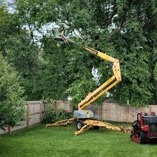 Reliable Dormont, PA Tree Care Solutions
