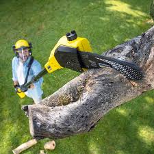 How Our Tree Care Process Works  in  Dormont, PA