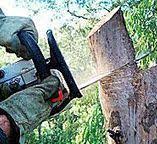 Best Firewood Processing and Delivery  in Dormont, PA