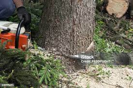 Best Hazardous Tree Removal  in Dormont, PA