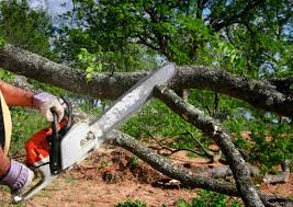 Best Arborist Consultation Services  in Dormont, PA