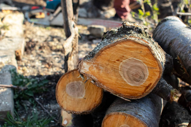 Best Tree Cabling and Bracing  in Dormont, PA