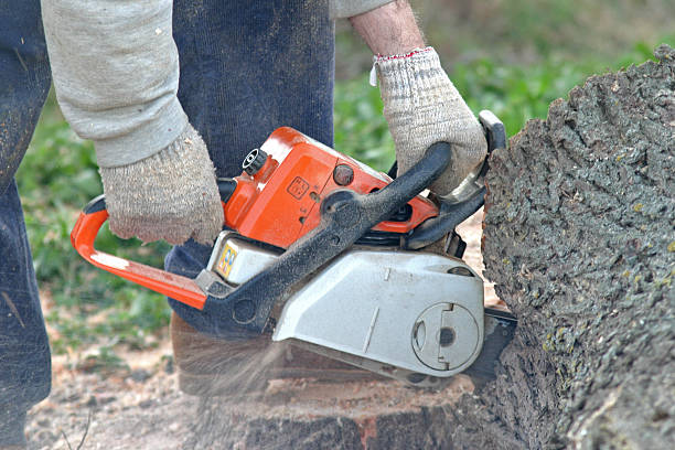 Best Tree Removal  in Dormont, PA