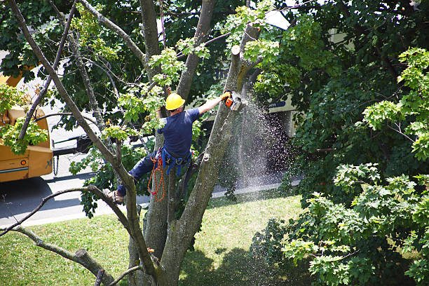 Best Tree Risk Assessment  in Dormont, PA