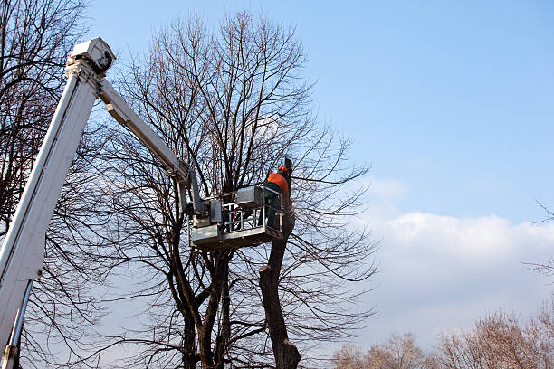 Best Commercial Tree Services  in Dormont, PA