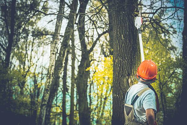  Dormont, PA Tree Care Pros