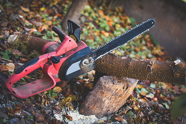 Best Pest Control for Lawns  in Dormont, PA